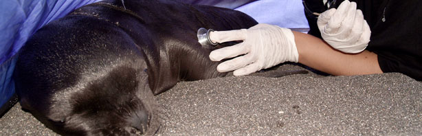 Médicos Veterinarios Especialistas, ¿por qué consultarlos?