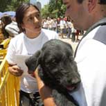 Animalistas: ¿Cómo organizarse para cuidar a los animales?